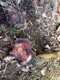 Ganoderma curtisii image
