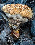 Ryvardenia campyla image
