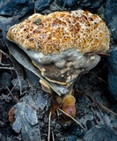 Ryvardenia campyla image