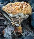 Ryvardenia campyla image