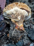 Ryvardenia campyla image