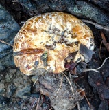 Ryvardenia campyla image