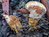 Ryvardenia campyla image