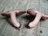 Agaricus stevensii image