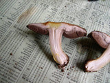 Agaricus stevensii image