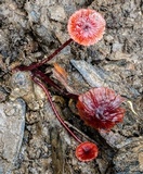 Mycena viscidocruenta image