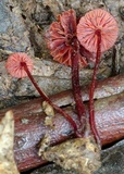 Mycena viscidocruenta image