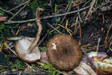 Inocybe stellatospora image