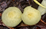 Leucocoprinus fragilissimus image