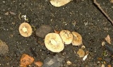 Tarzetta cupularis image