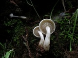 Clitocybe subditopoda image