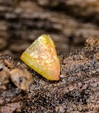 Heterotextus miltinus image