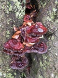 Ganoderma sessile image