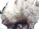 Phleogena faginea image