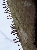 Phleogena faginea image
