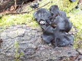 Exidia truncata image