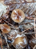 Strobilurus esculentus image