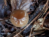 Strobilurus esculentus image