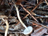 Strobilurus esculentus image
