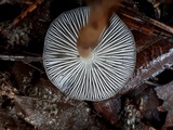 Strobilurus esculentus image