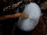 Strobilurus esculentus image