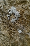 Toninia candida image