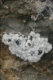 Toninia candida image