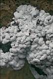Toninia candida image