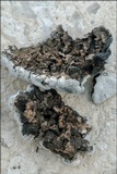 Toninia candida image