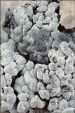 Toninia candida image