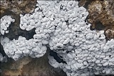 Toninia candida image