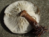 Melanoleuca melaleuca image