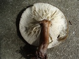 Melanoleuca melaleuca image