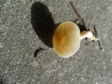 Clitocybe fragrans image