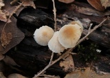 Marasmius floridanus image