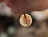 Marasmius floridanus image