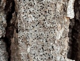Alyxoria varia image