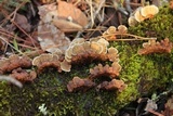 Gloeophyllum sepiarium image