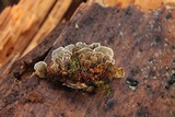 Gloeophyllum sepiarium image