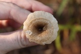 Lentinus tigrinus image