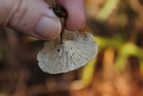 Lentinus tigrinus image