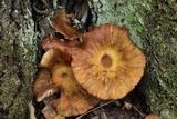 Desarmillaria tabescens image
