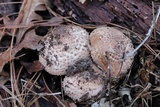 Echinoderma asperum image