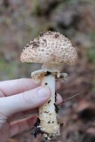 Echinoderma asperum image