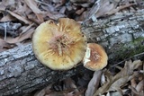 Hypholoma capnoides image