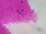 Parasola conopilea image