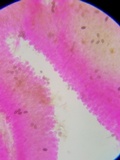 Parasola conopilea image