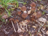 Parasola conopilea image