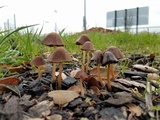 Parasola conopilea image