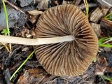 Parasola conopilea image